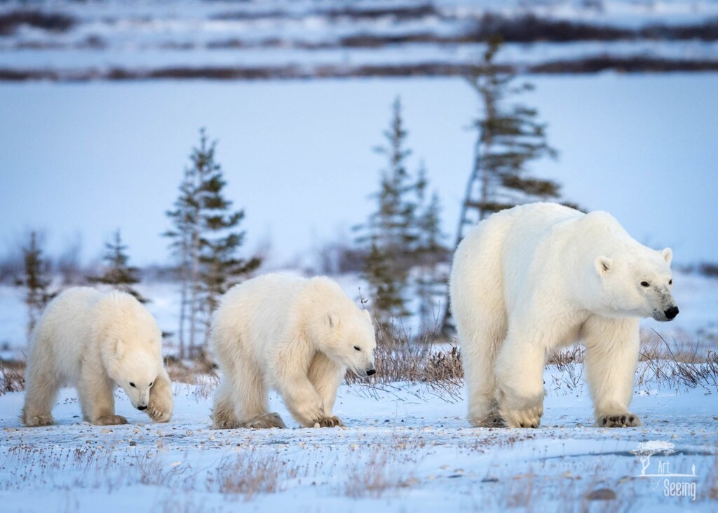 From a past Art of Seeing Churchill Polar Bears adventure
