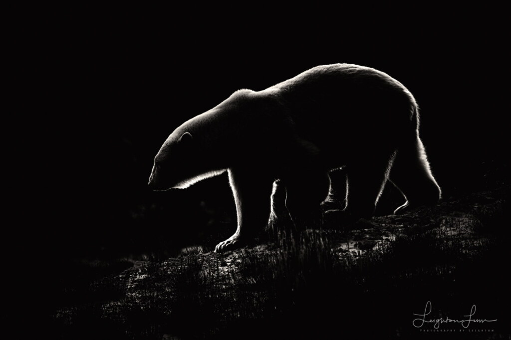 From a past Art of Seeing Churchill Polar Bears adventure