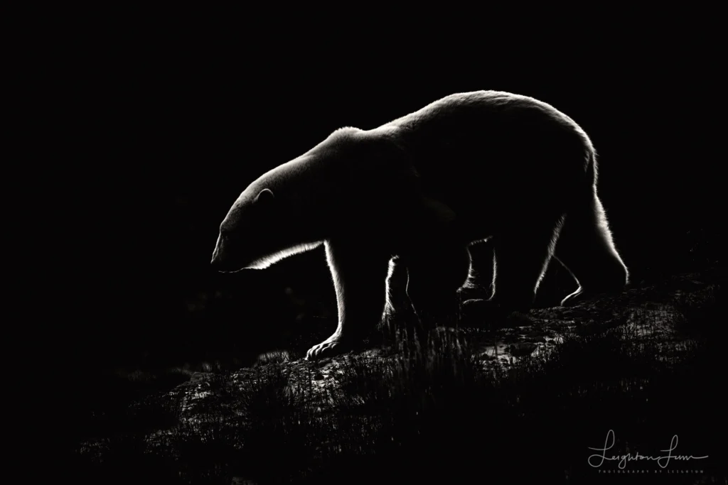From a past Art of Seeing Churchill Polar Bears adventure