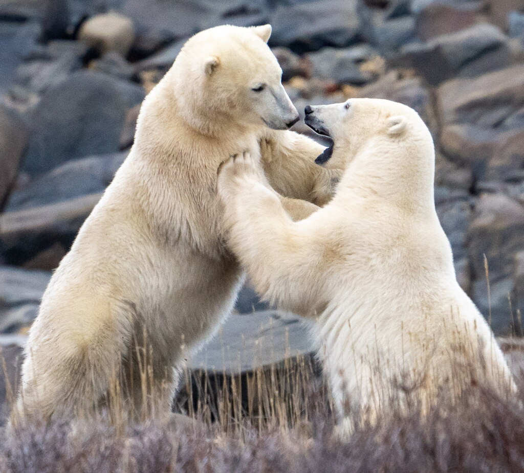From a past Art of Seeing Churchill Polar Bears adventure