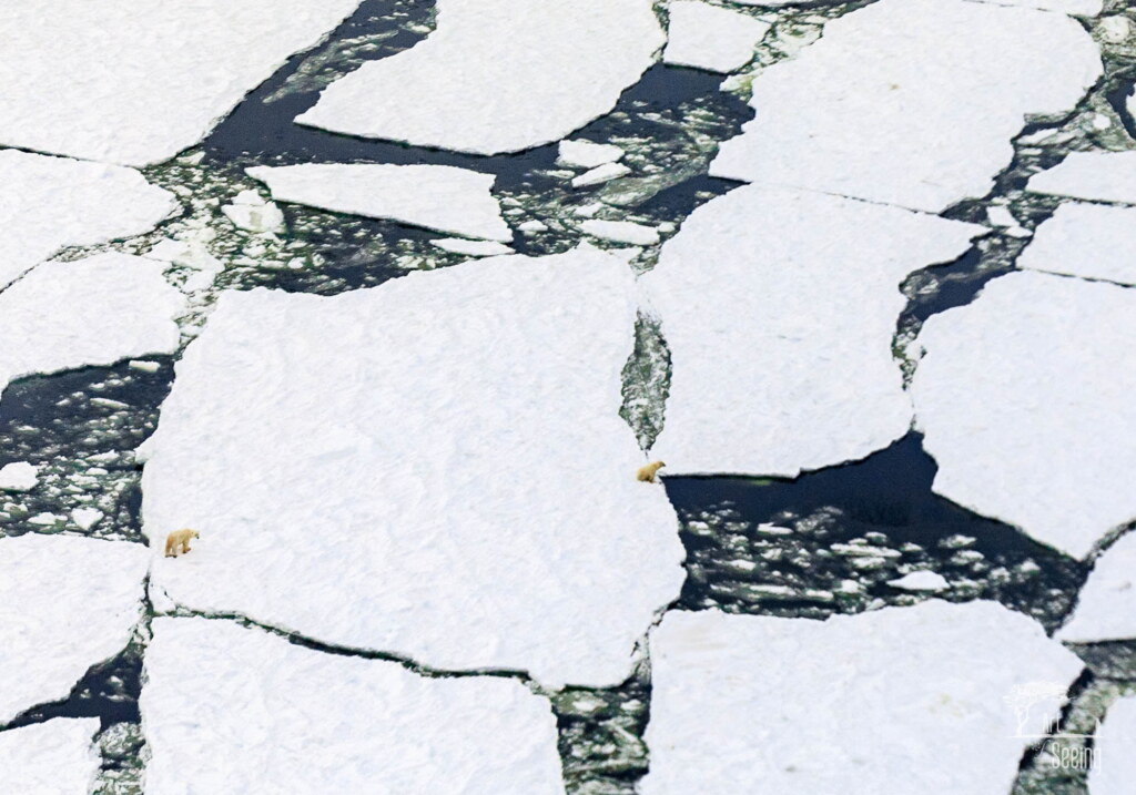 From a past Art of Seeing Churchill Polar Bears adventure