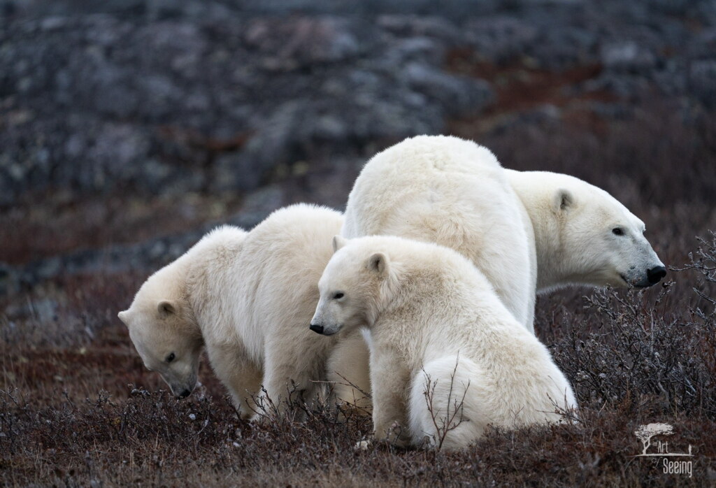 From a past Art of Seeing Churchill Polar Bears adventure