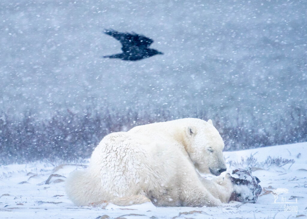 From a past Art of Seeing Churchill Polar Bears adventure
