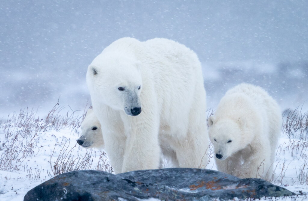 From a past Art of Seeing Churchill Polar Bears adventure