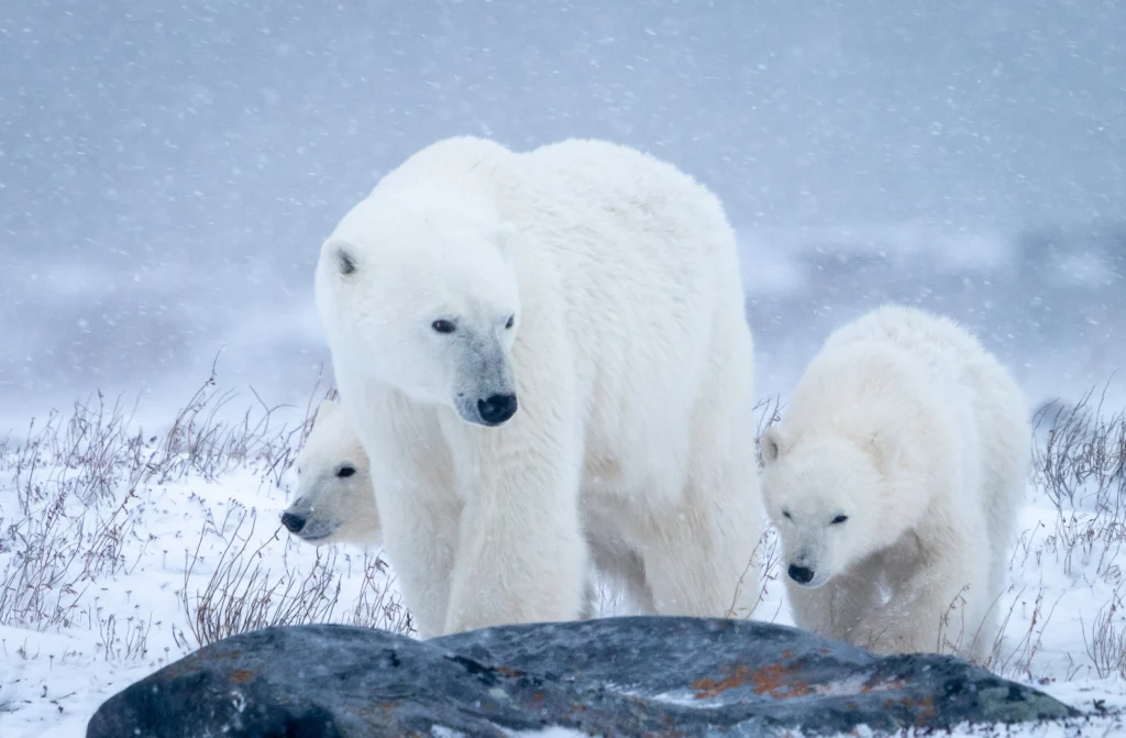 From a past Art of Seeing Churchill Polar Bears adventure