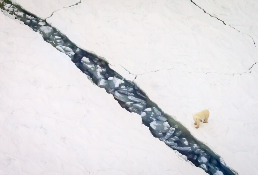 From a past Art of Seeing Churchill Polar Bears adventure