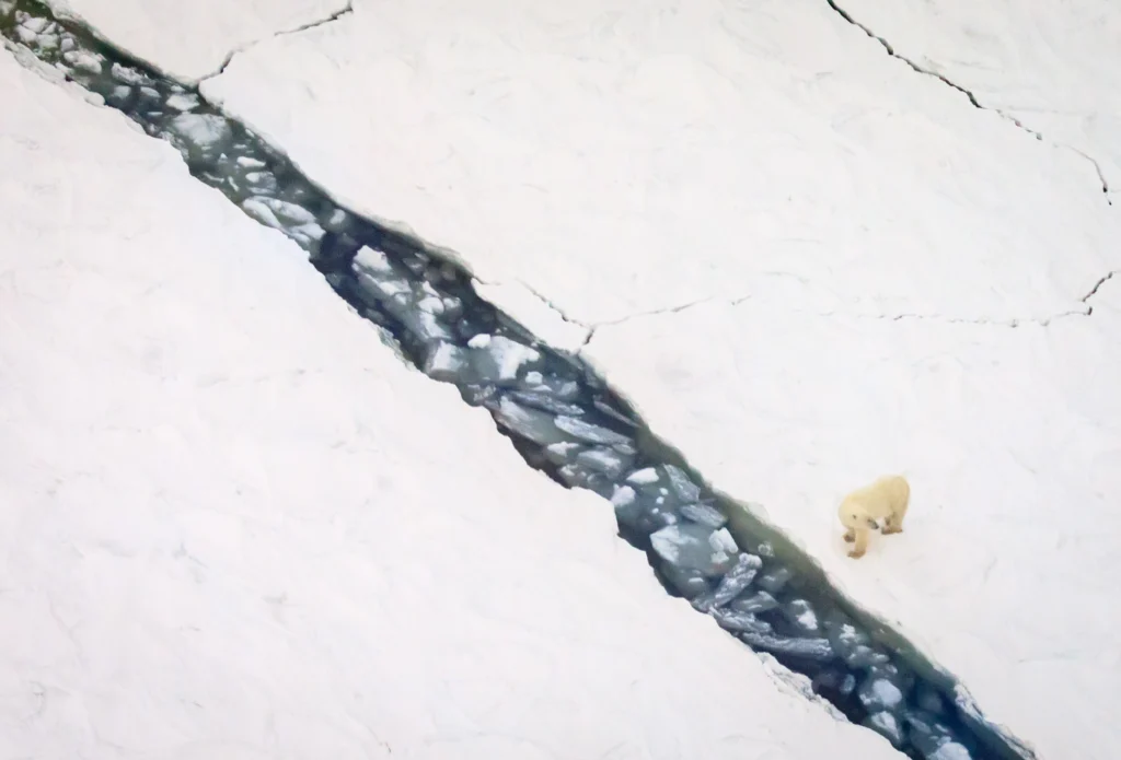 From a past Art of Seeing Churchill Polar Bears adventure