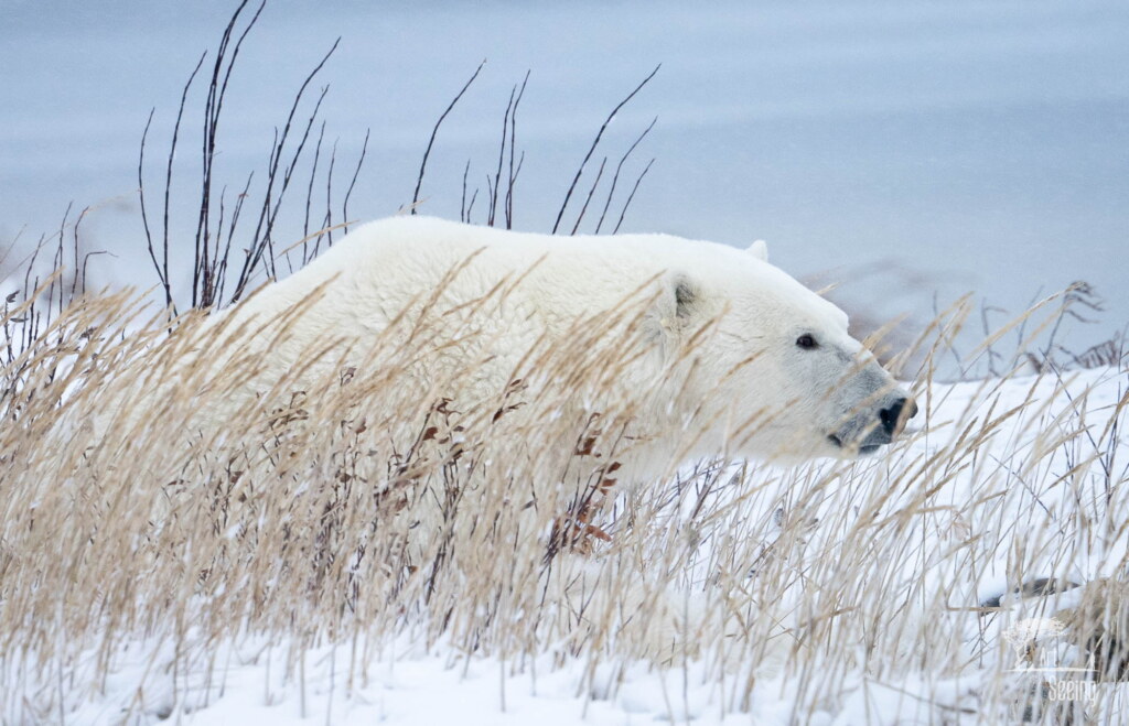 From a past Art of Seeing Churchill Polar Bears adventure