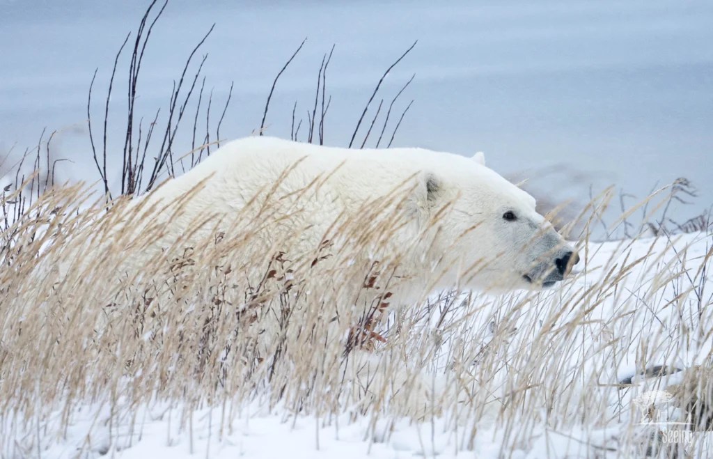 From a past Art of Seeing Churchill Polar Bears adventure