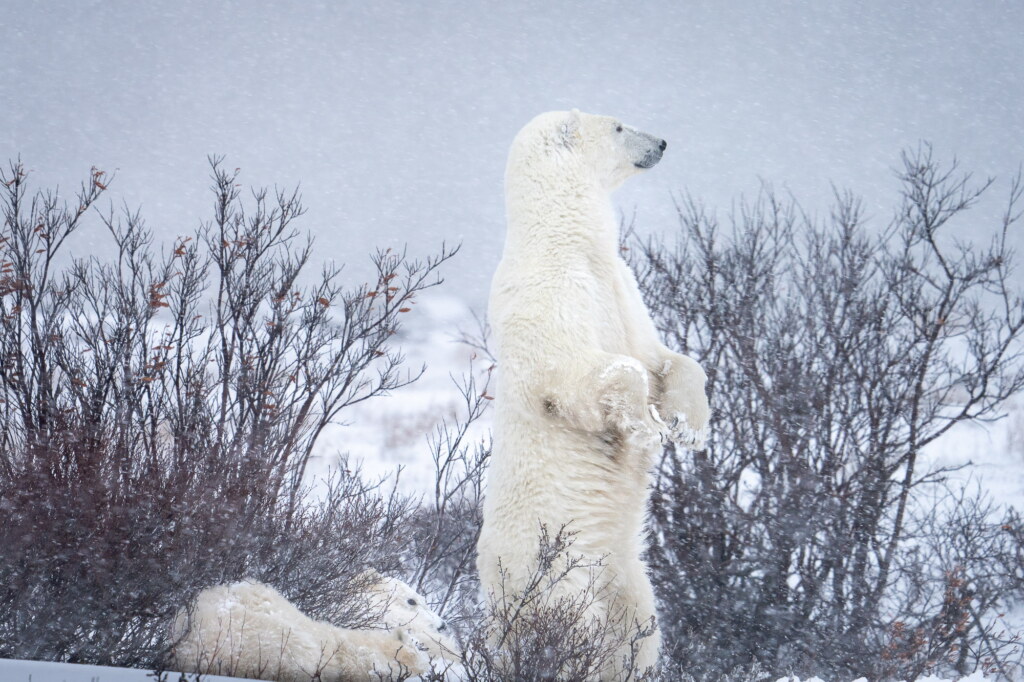 From a past Art of Seeing Churchill Polar Bears adventure