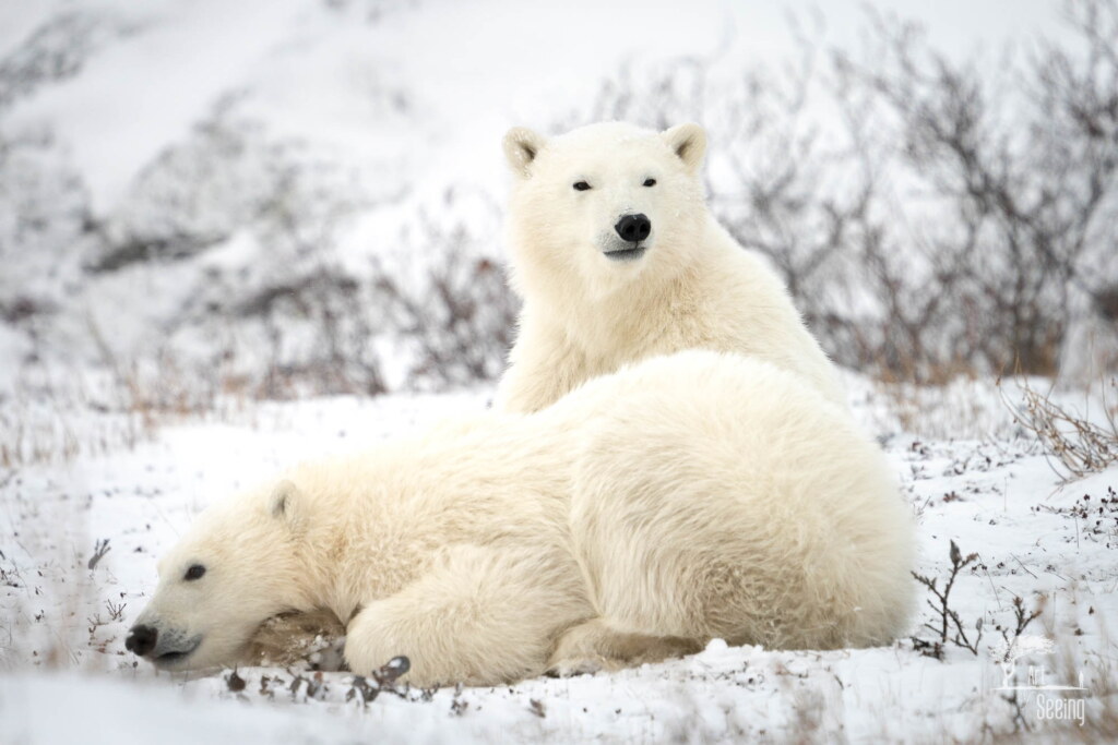 From a past Art of Seeing Churchill Polar Bears adventure