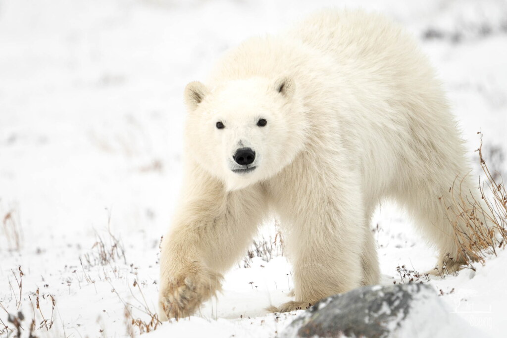 From a past Art of Seeing Churchill Polar Bears adventure