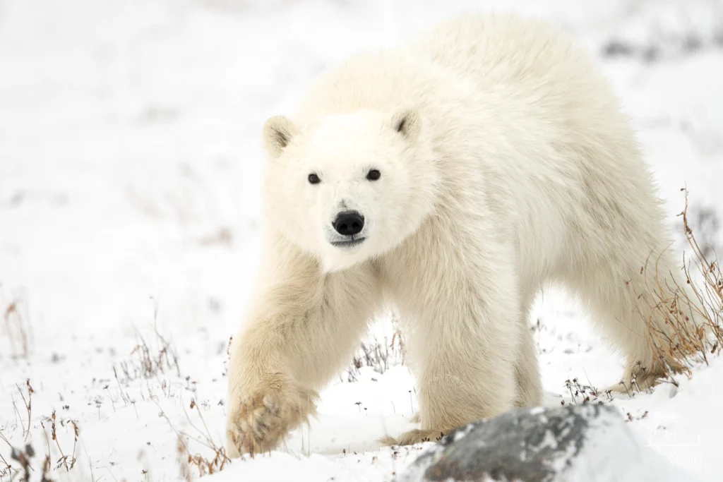 From a past Art of Seeing Churchill Polar Bears adventure