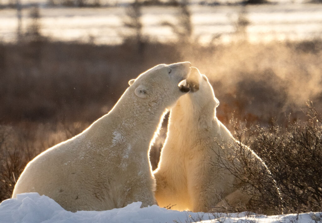 From a past Art of Seeing Churchill Polar Bears adventure