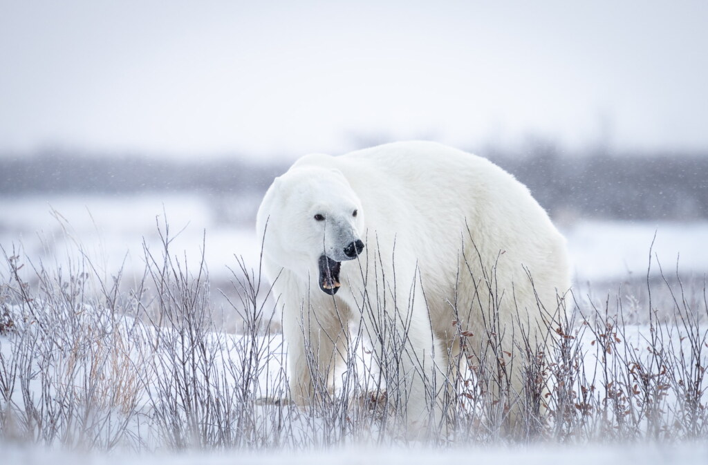 From a past Art of Seeing Churchill Polar Bears adventure