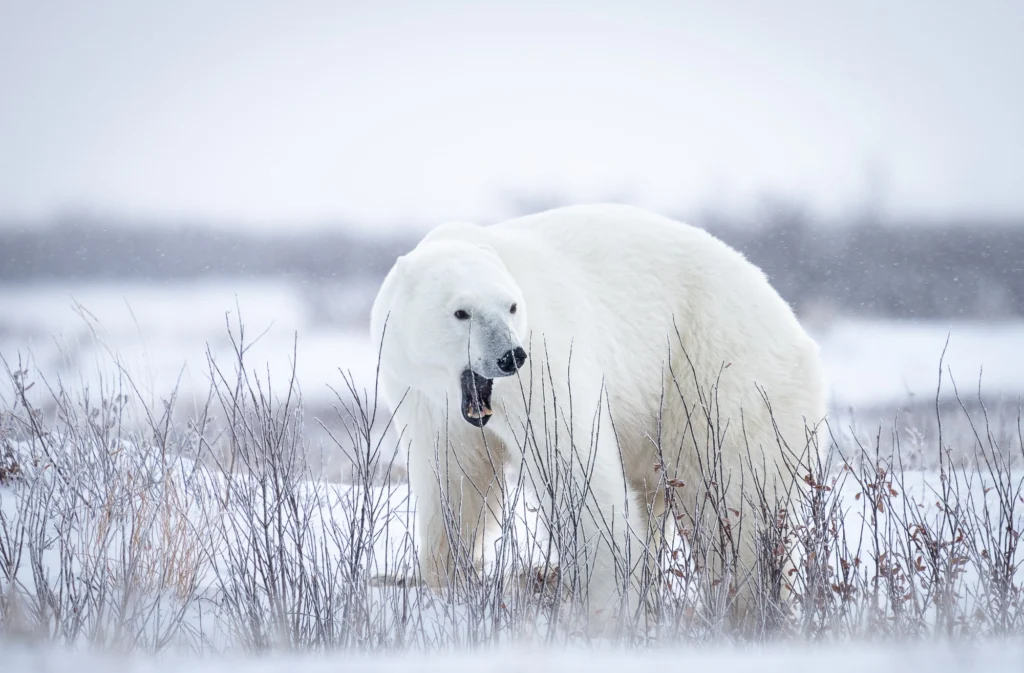 From a past Art of Seeing Churchill Polar Bears adventure