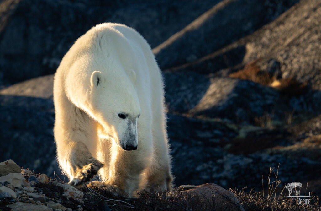From a past Art of Seeing Churchill Polar Bears adventure