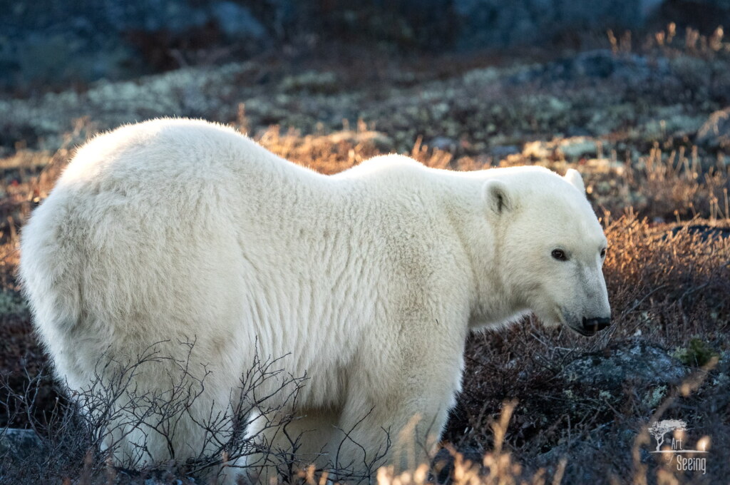 From a past Art of Seeing Churchill Polar Bears adventure