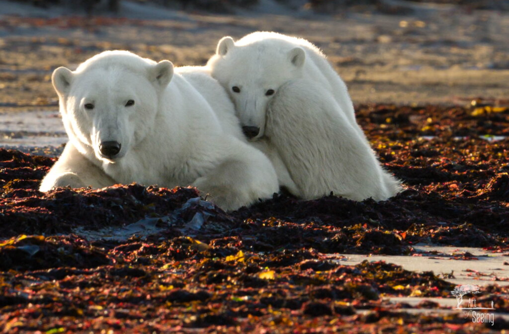 From a past Art of Seeing Churchill Polar Bears adventure