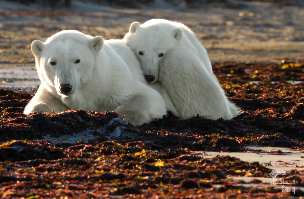 From a past Art of Seeing Churchill Polar Bears adventure