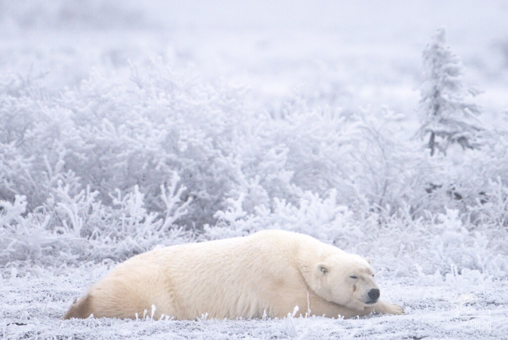 From a past Art of Seeing Churchill Polar Bears adventure