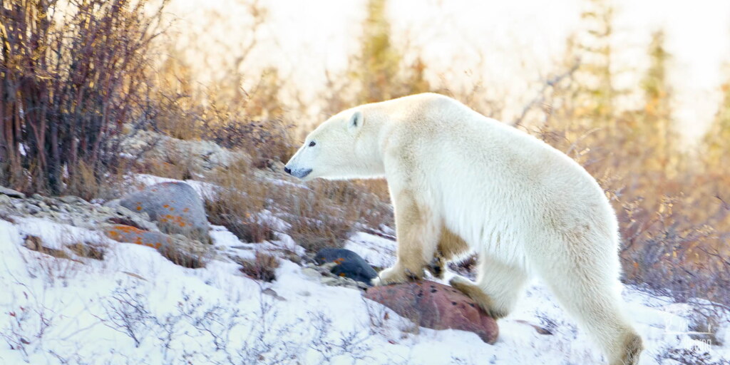 From a past Art of Seeing Churchill Polar Bears adventure