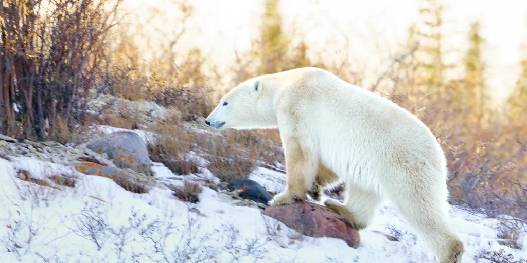 From a past Art of Seeing Churchill Polar Bears adventure