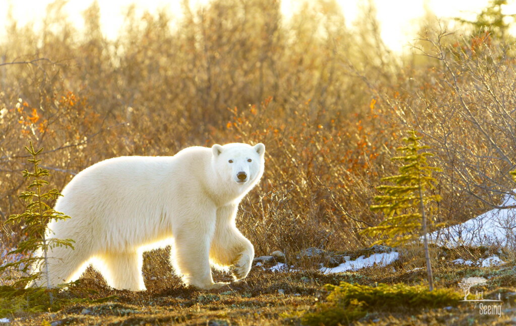 From a past Art of Seeing Churchill Polar Bears adventure