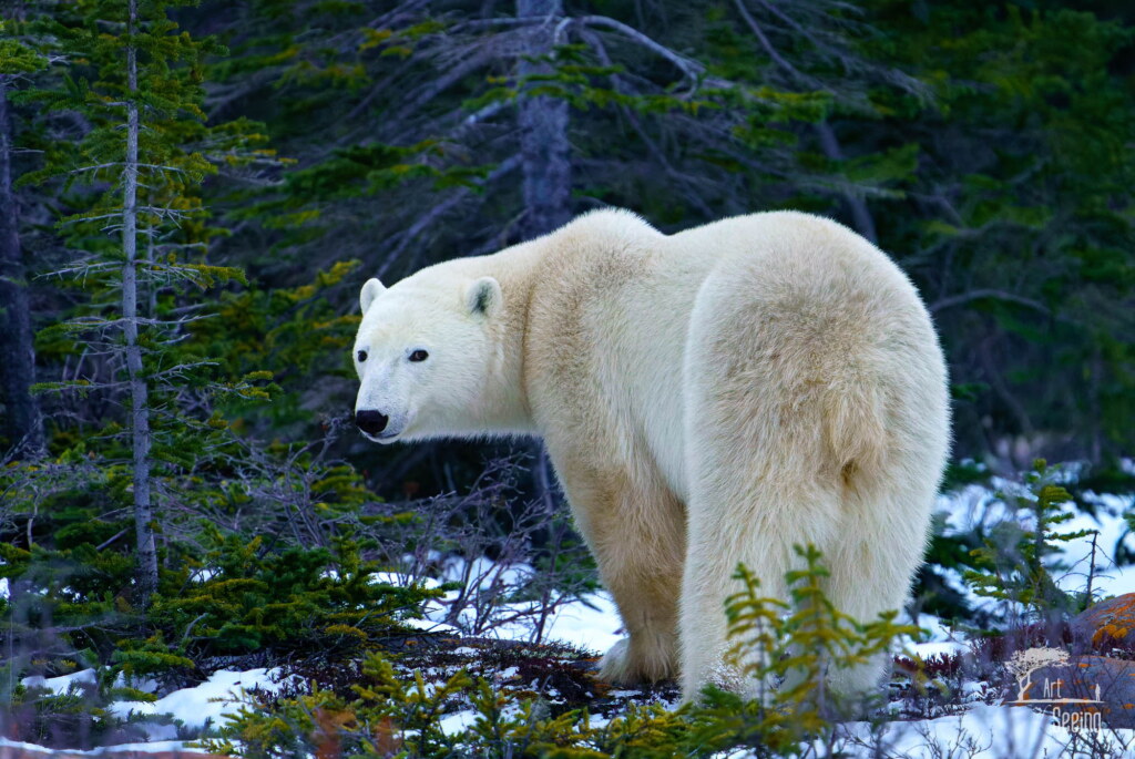 From a past Art of Seeing Churchill Polar Bears adventure