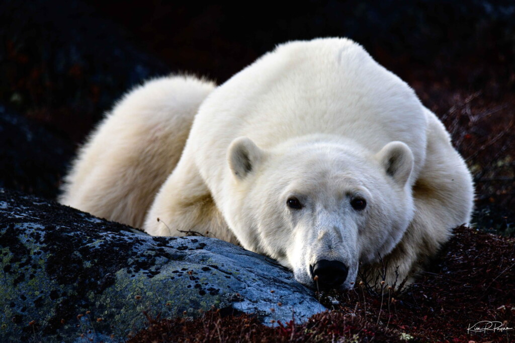 From a past Art of Seeing Churchill Polar Bears adventure