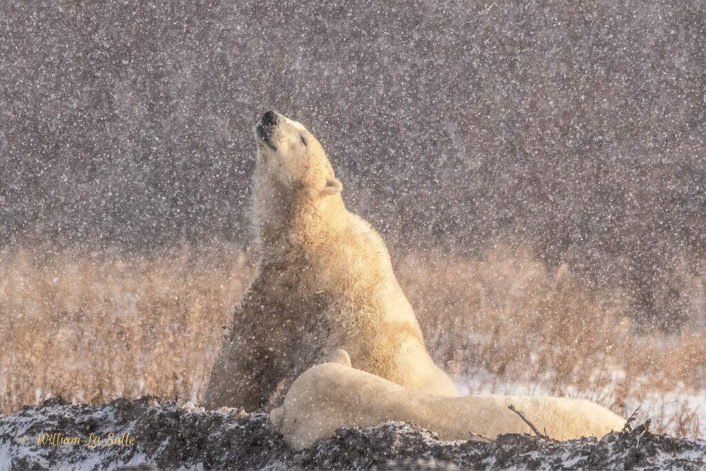 From a past Art of Seeing Churchill Polar Bears adventure