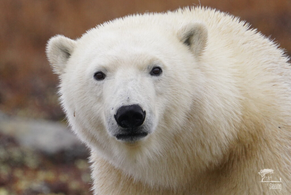 From a past Art of Seeing Churchill Polar Bears adventure