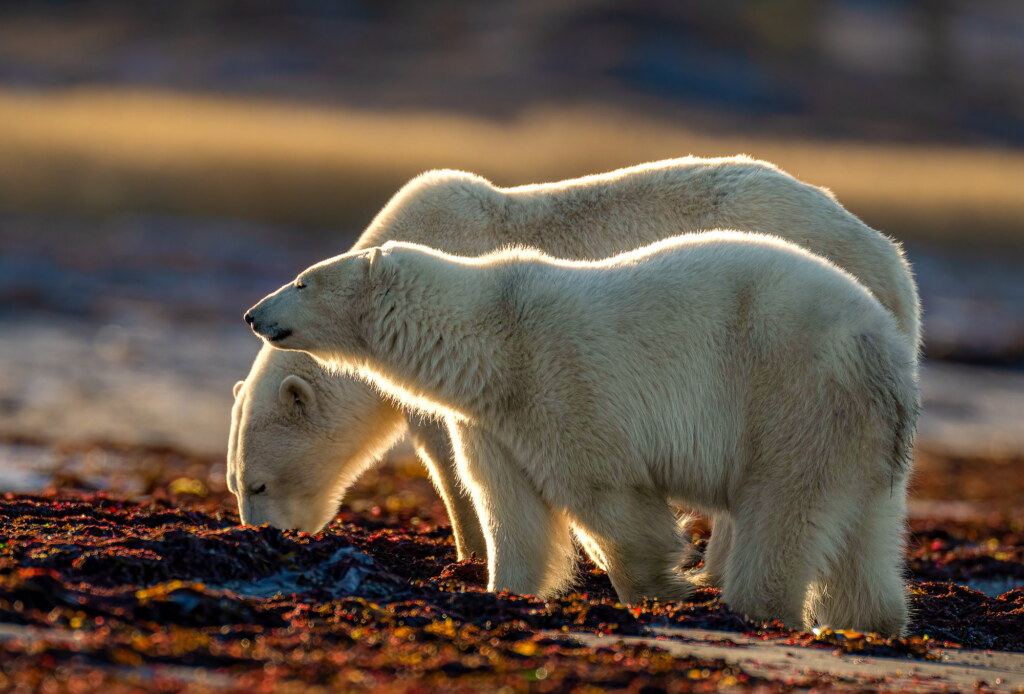 From a past Art of Seeing Churchill Polar Bears adventure