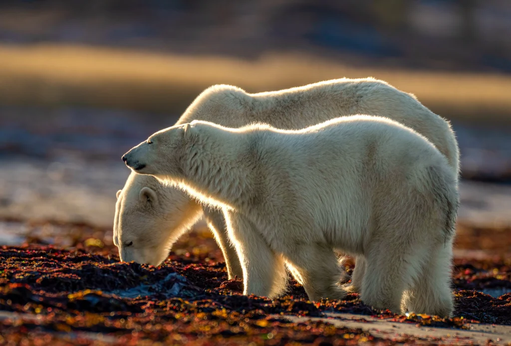 From a past Art of Seeing Churchill Polar Bears adventure