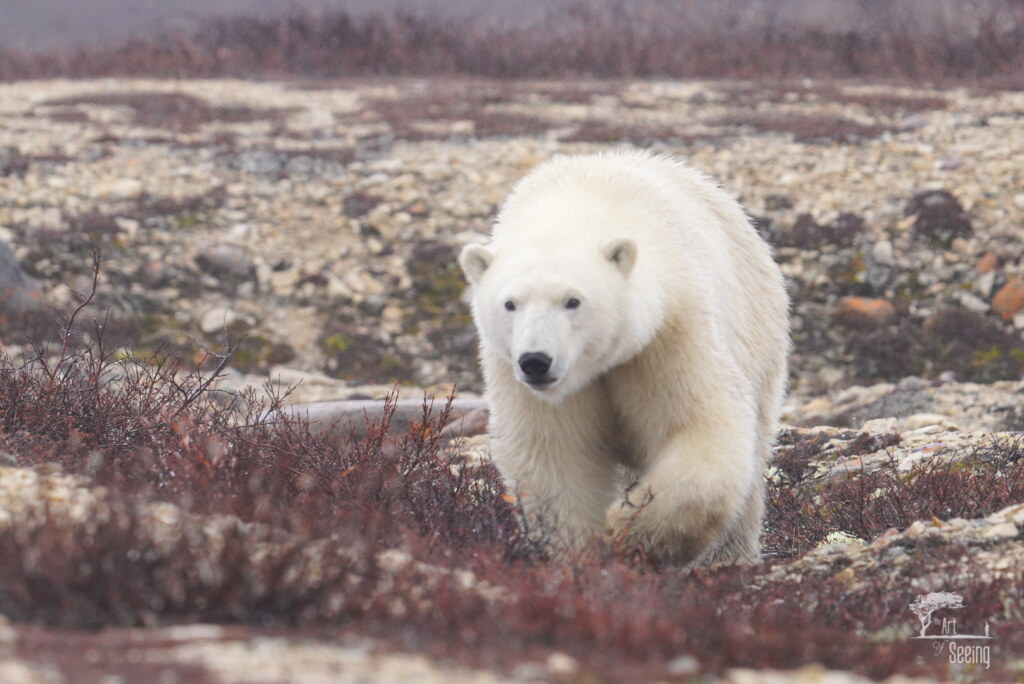 From a past Art of Seeing Churchill Polar Bears adventure