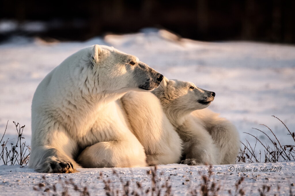 From a past Art of Seeing Churchill Polar Bears adventure