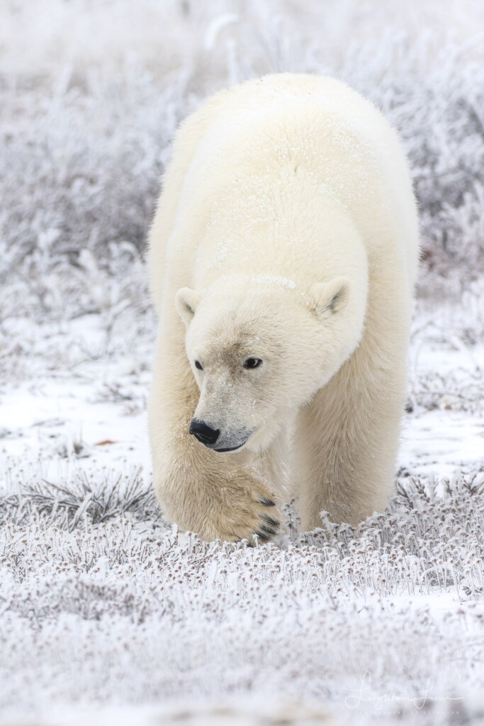 From a past Art of Seeing Churchill Polar Bears adventure