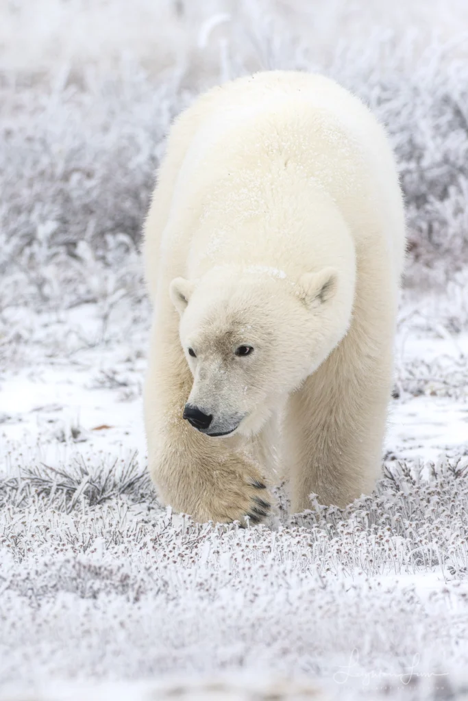From a past Art of Seeing Churchill Polar Bears adventure