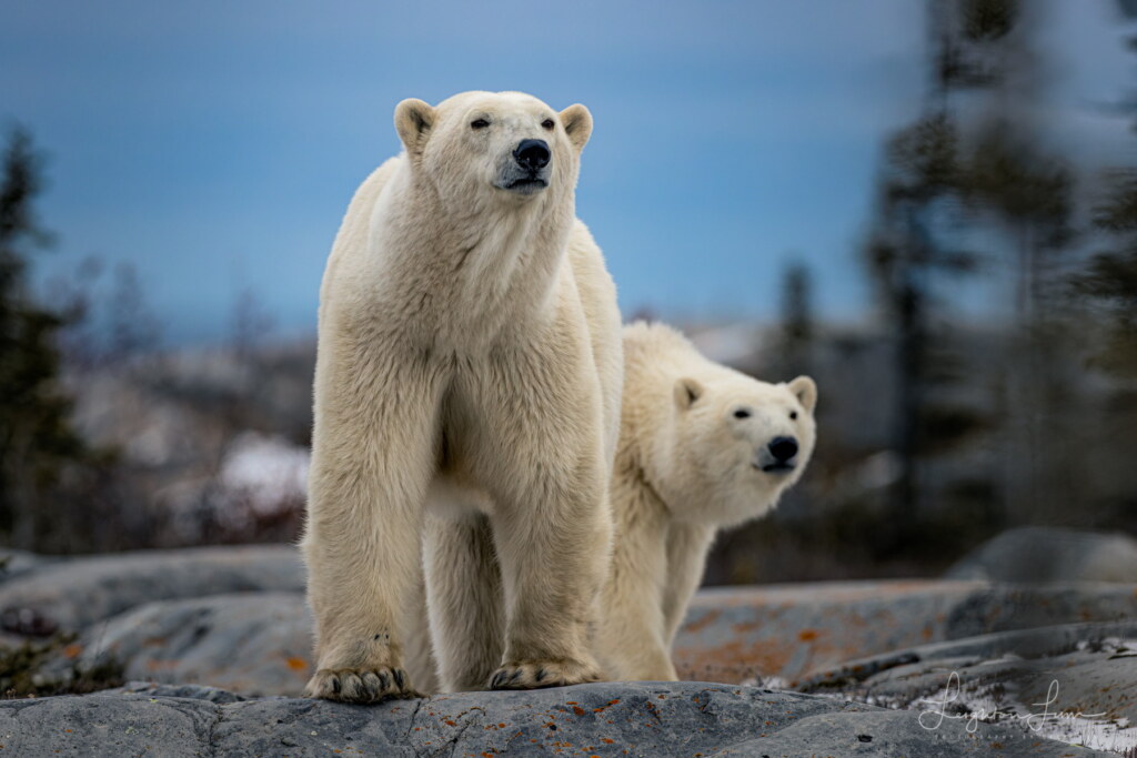 From a past Art of Seeing Churchill Polar Bears adventure