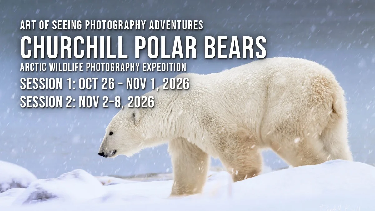 Churchill Polar Bears 2026