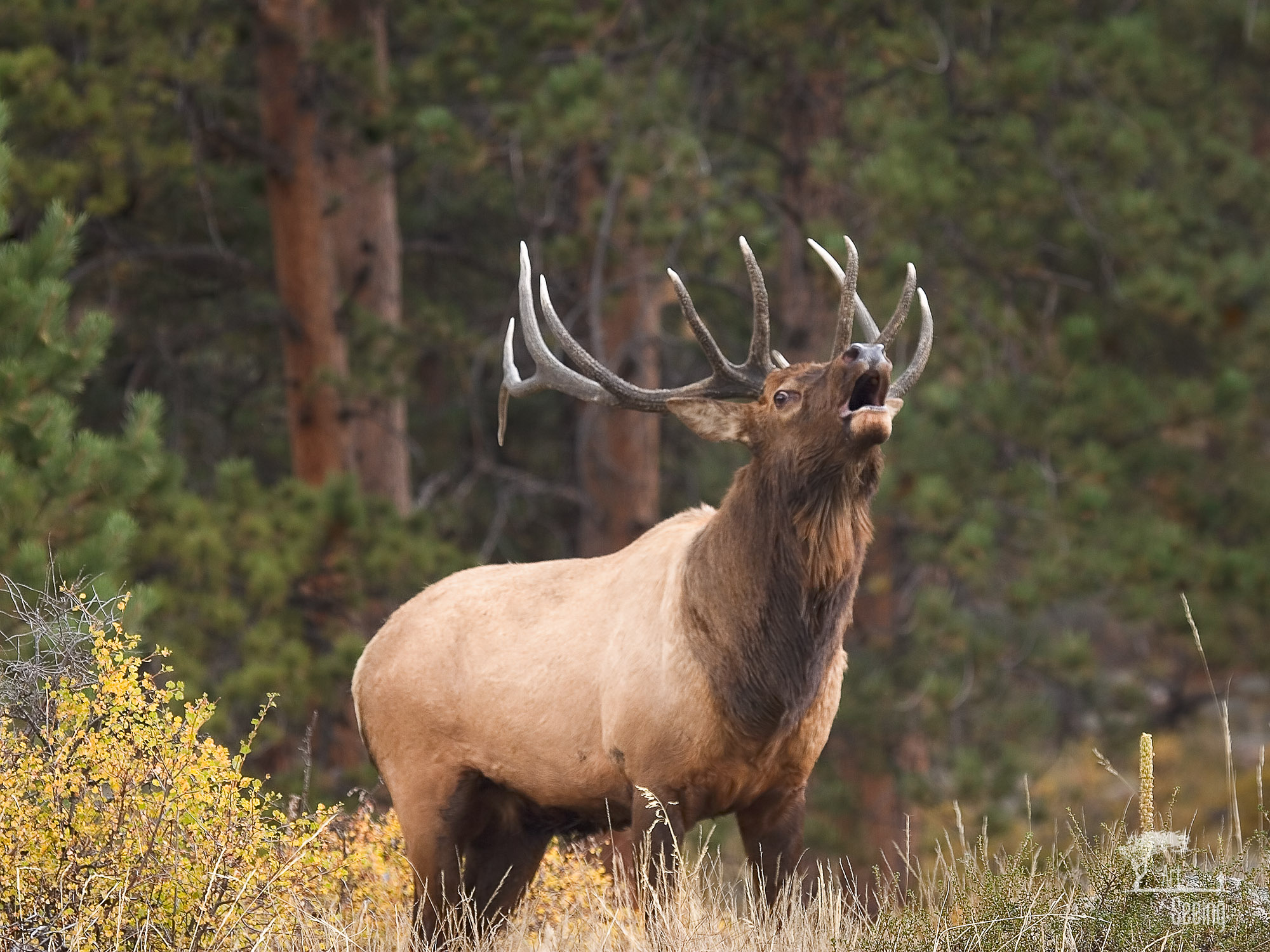 A bull elk bugling in an autumn meadow at the edge of the pines