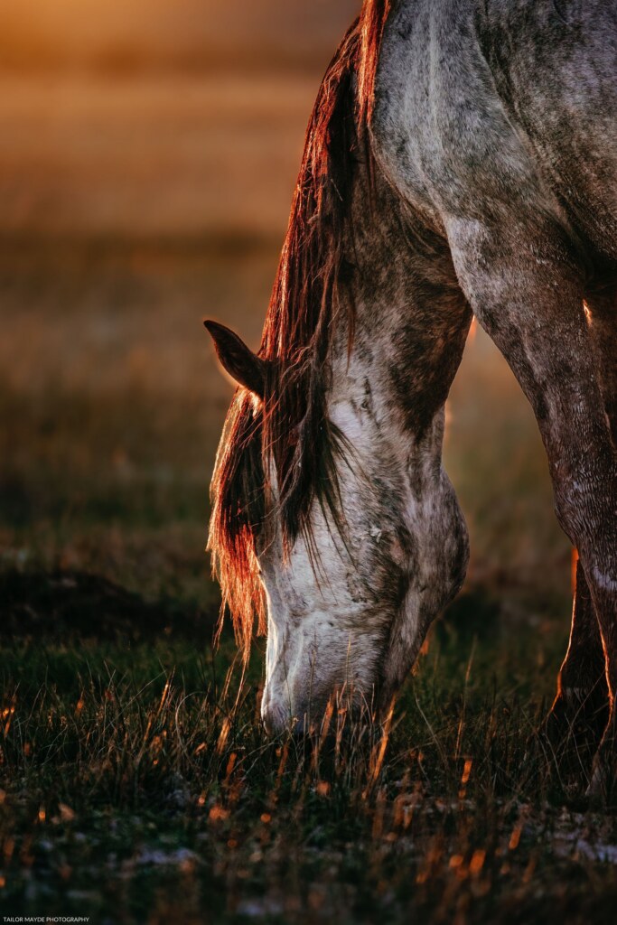 A photograph by Emily Allen