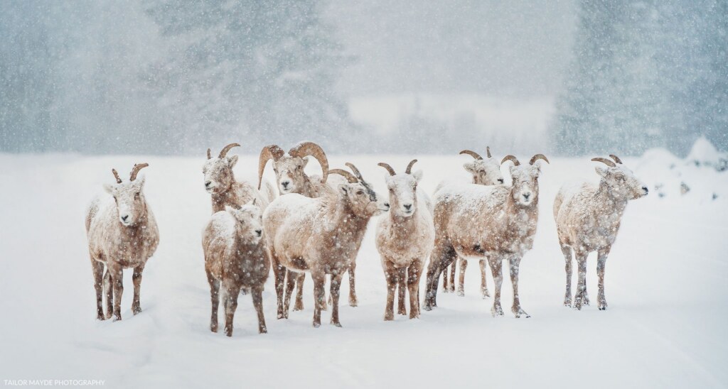 A photograph by Emily Allen
