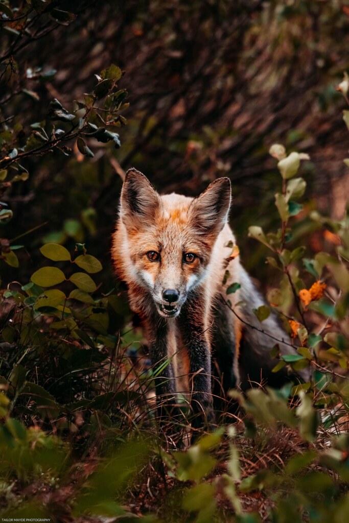 A photograph by Emily Allen