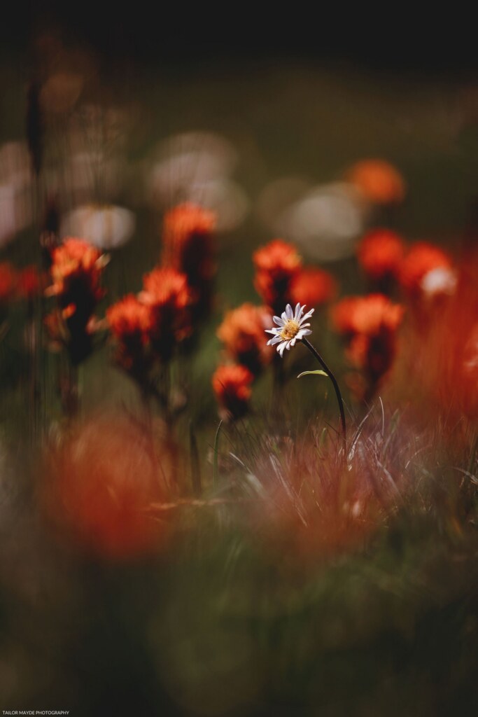 A photograph by Emily Allen