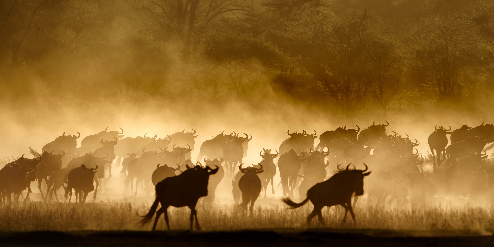 Best of Africa 2027