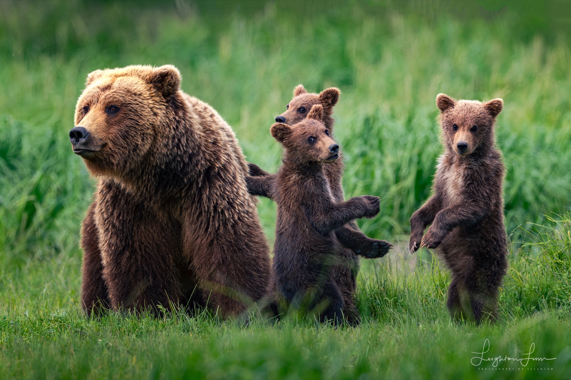 Katmai Alaska 2027