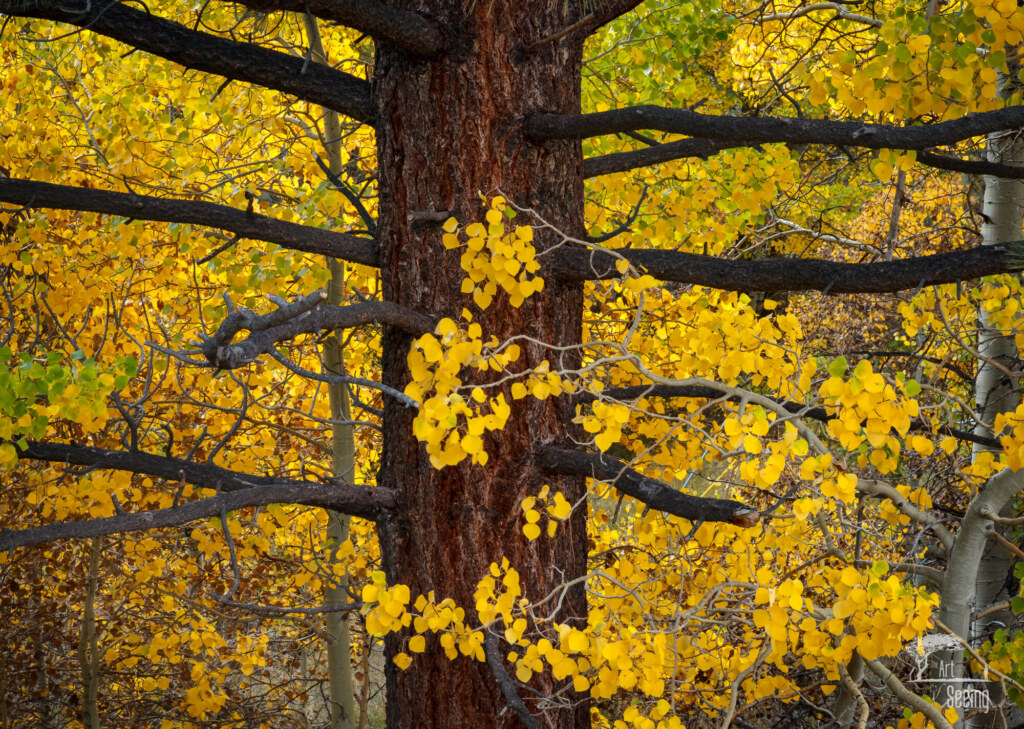 A photograph from an Art of Seeing High Sierra on Horseback Fall Colors workshop