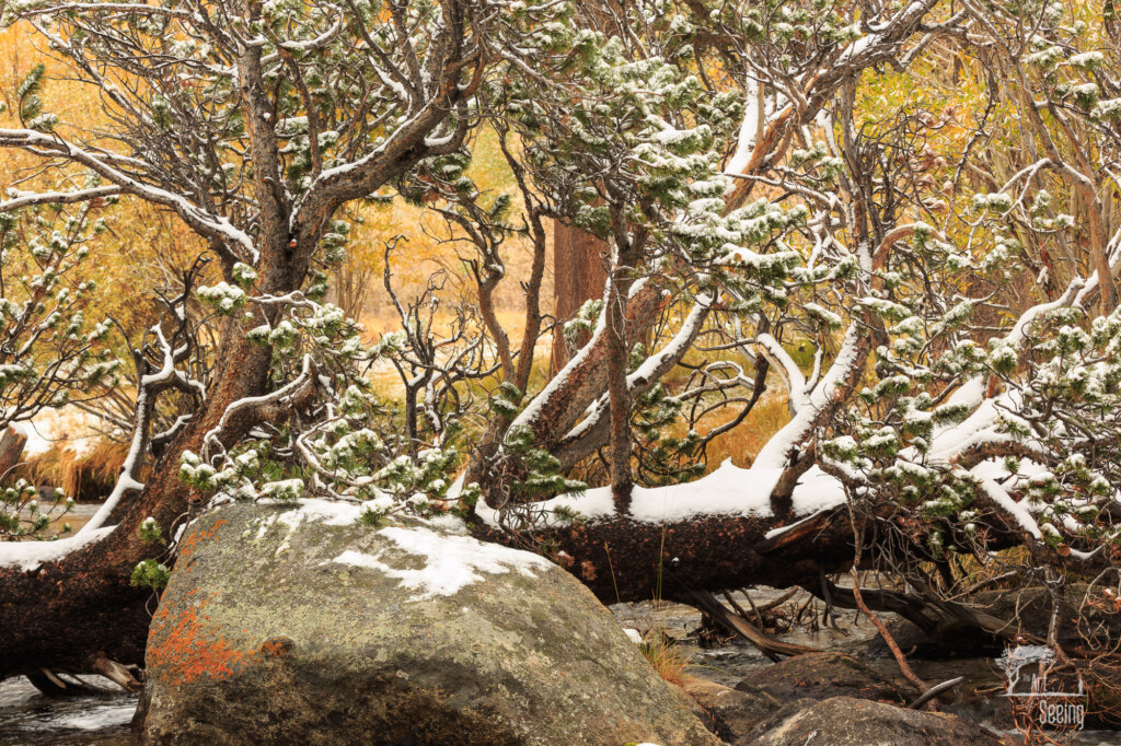 A photograph from an Art of Seeing High Sierra on Horseback Fall Colors workshop