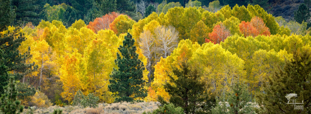 A photograph from an Art of Seeing High Sierra on Horseback Fall Colors workshop